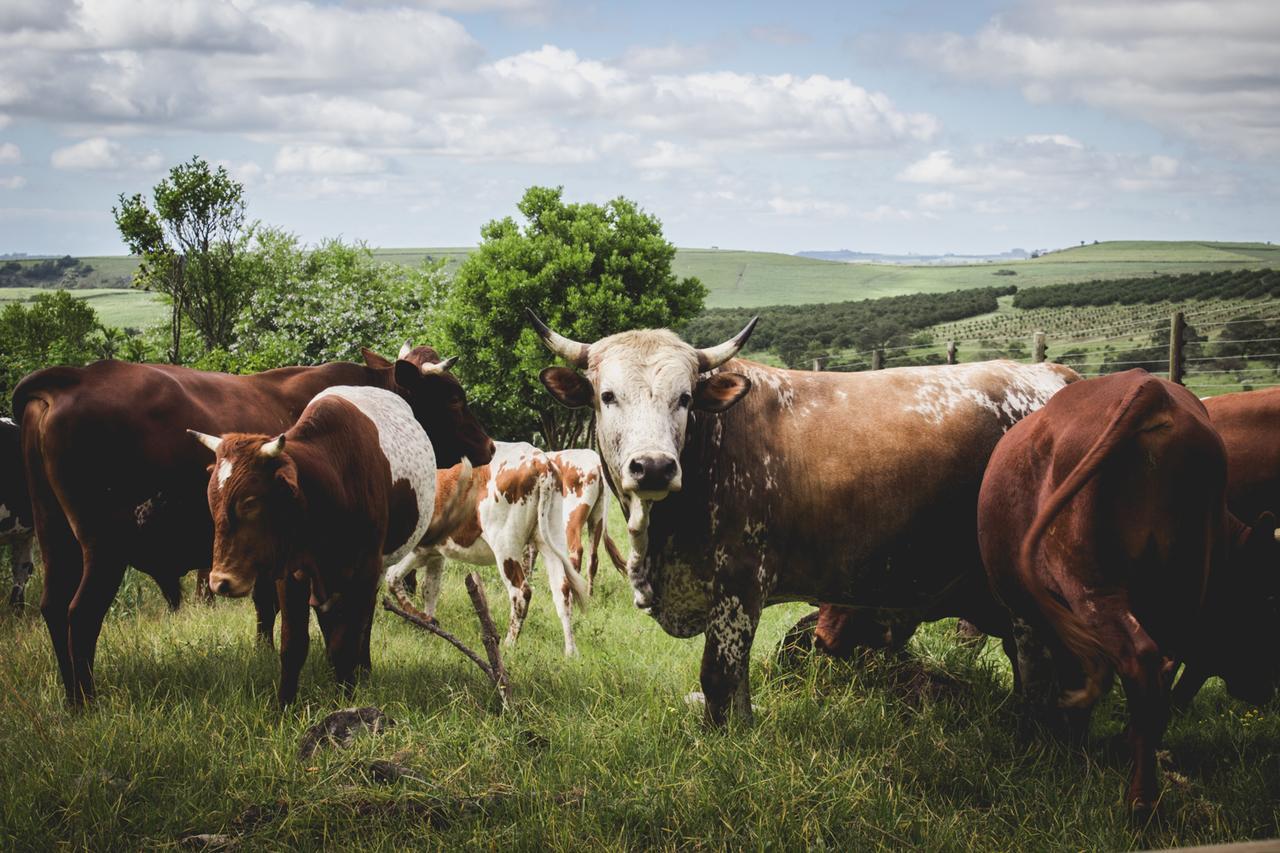 Oribi Gorge Guest Farm 호텔 Glendale 외부 사진